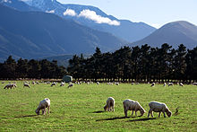 A photo of New Zealand Agriculture Landscape
